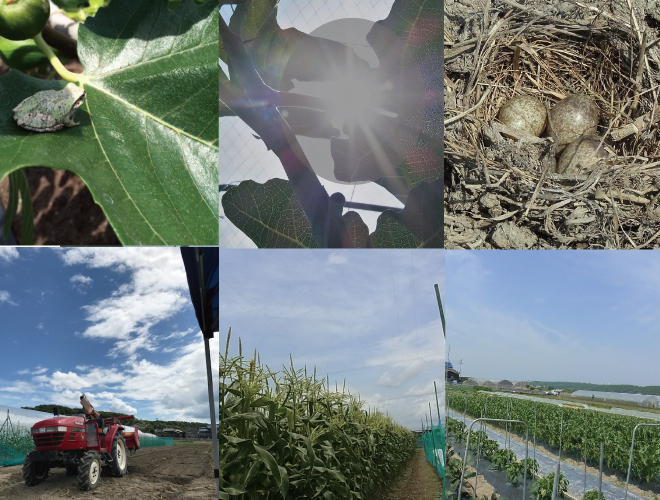 週末農業塾第１１期　写真