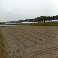 エースクール農場