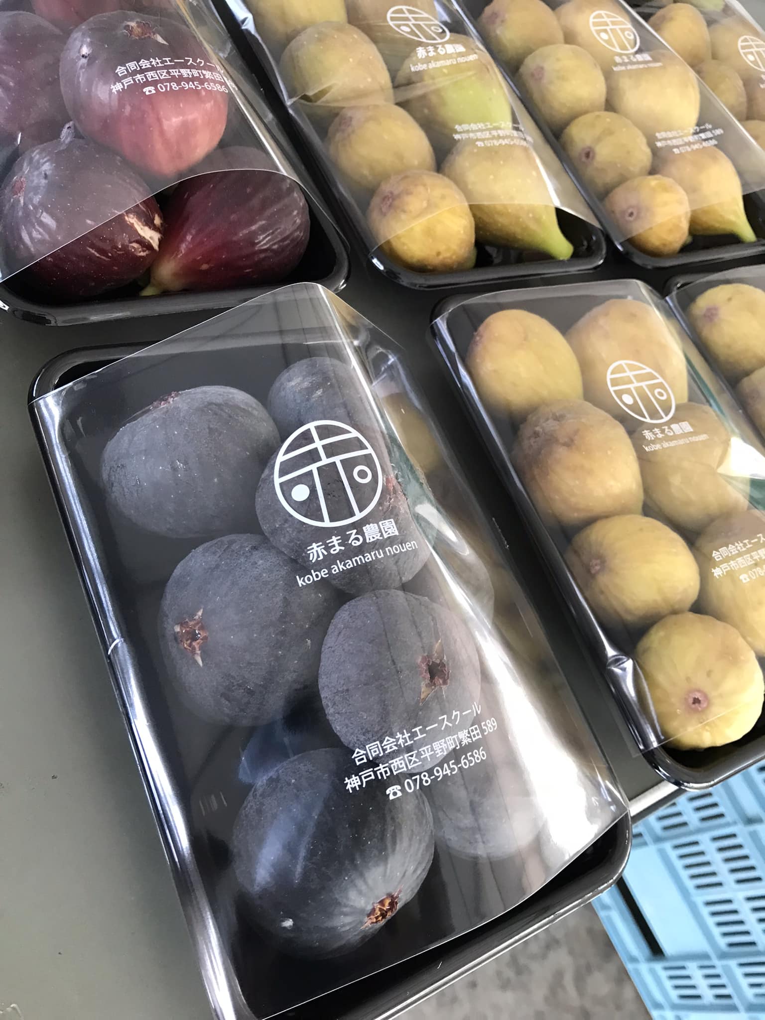 ビオレソリエス