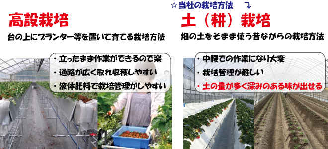 高設栽培と土（耕）栽培