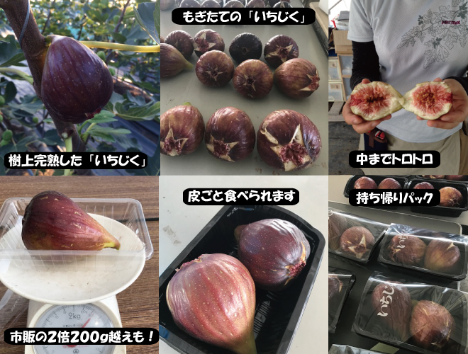 週末農業塾第１１期 コースの特徴