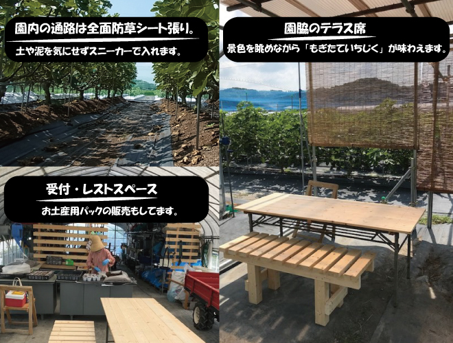 いちじく園写真
