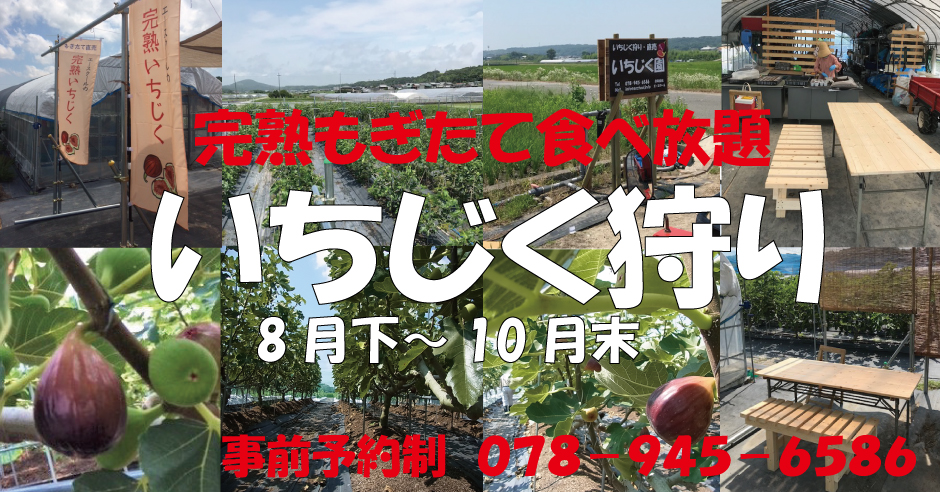 神戸市西区のいちじく狩り園